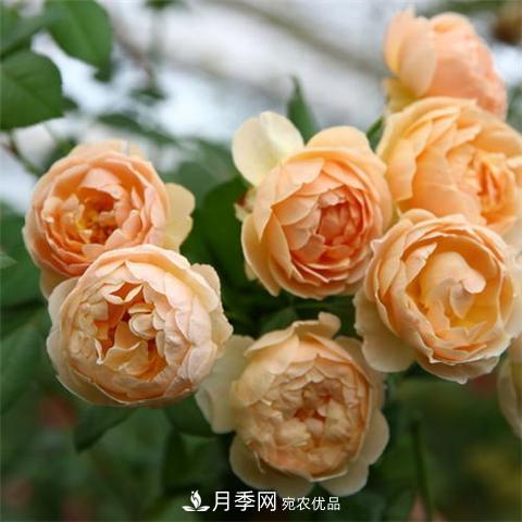 8款好聞好養的月季花，香氣濃郁開(kāi)花滿(mǎn)屋香(圖1)