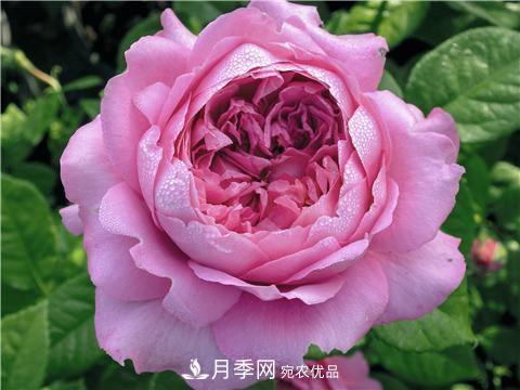 8款好聞好養的月季花，香氣濃郁開(kāi)花滿(mǎn)屋香(圖4)