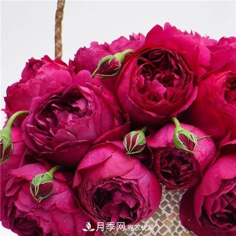 8款好聞好養的月季花，香氣濃郁開(kāi)花滿(mǎn)屋香(圖3)
