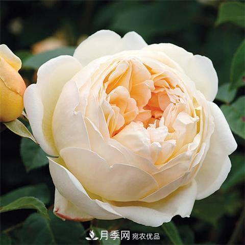 8款好聞好養的月季花，香氣濃郁開(kāi)花滿(mǎn)屋香(圖5)