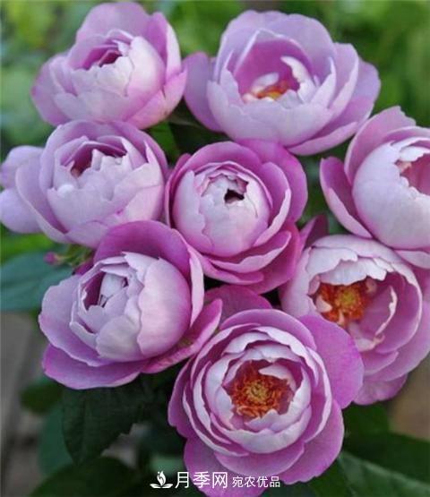 8款好聞好養的月季花，香氣濃郁開(kāi)花滿(mǎn)屋香(圖6)