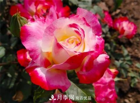 8款好聞好養的月季花，香氣濃郁開(kāi)花滿(mǎn)屋香(圖8)