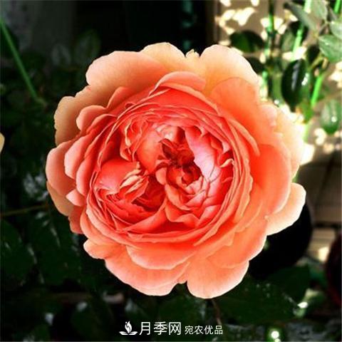 8款好聞好養的月季花，香氣濃郁開(kāi)花滿(mǎn)屋香(圖7)