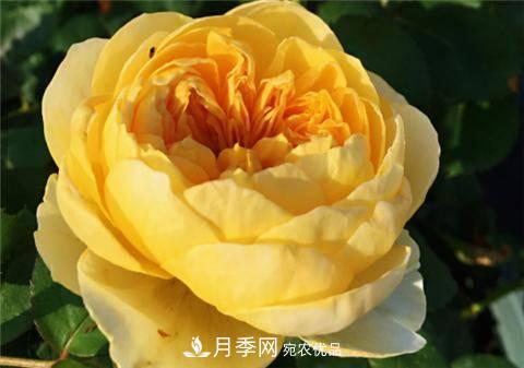 8款好聞好養的月季花，香氣濃郁開(kāi)花滿(mǎn)屋香(圖9)