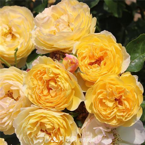 8款好聞好養的月季花，香氣濃郁開(kāi)花滿(mǎn)屋香(圖10)