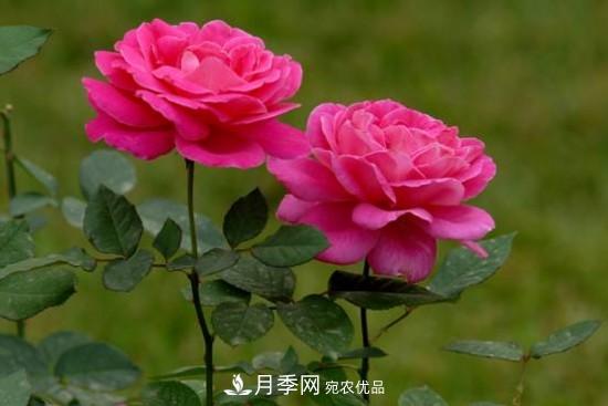 夏季陰雨綿綿，要花命，你的月季還在嗎？(圖1)