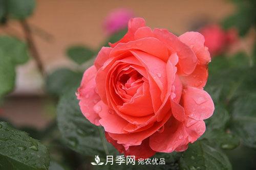 夏季陰雨綿綿，要花命，你的月季還在嗎？(圖3)