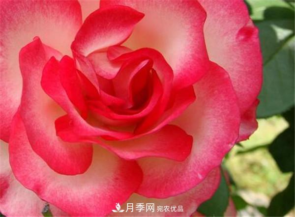 花友作業(yè)，一分鐘看懂月季(圖1)