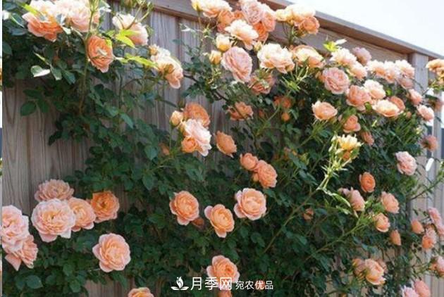 廣東種月季，首選這15個(gè)品種，一年花開(kāi)10個(gè)月！(圖1)