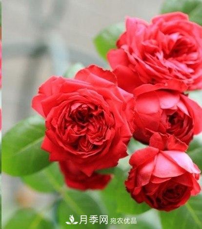 廣東種月季，首選這15個(gè)品種，一年花開(kāi)10個(gè)月！(圖3)