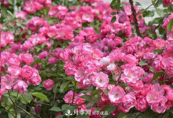 廣東種月季，首選這15個(gè)品種，一年花開(kāi)10個(gè)月！(圖4)