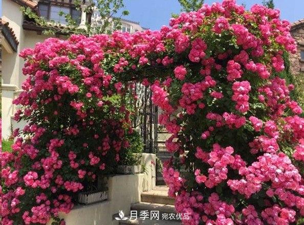 廣東種月季，首選這15個(gè)品種，一年花開(kāi)10個(gè)月！(圖5)