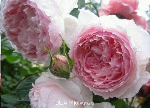 廣東種月季，首選這15個(gè)品種，一年花開(kāi)10個(gè)月！(圖7)