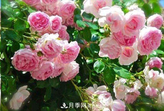 廣東種月季，首選這15個(gè)品種，一年花開(kāi)10個(gè)月！(圖6)