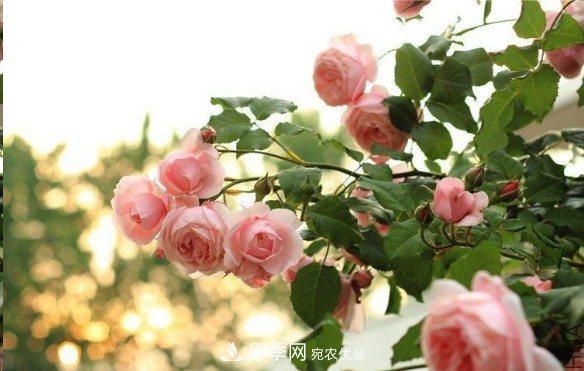 廣東種月季，首選這15個(gè)品種，一年花開(kāi)10個(gè)月！(圖8)