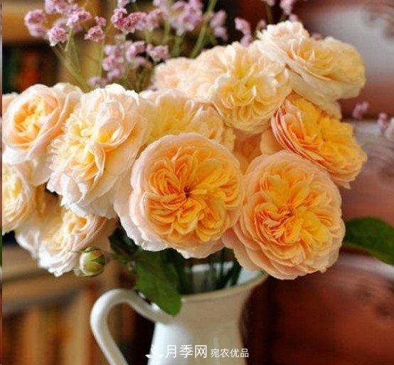 廣東種月季，首選這15個(gè)品種，一年花開(kāi)10個(gè)月！(圖10)