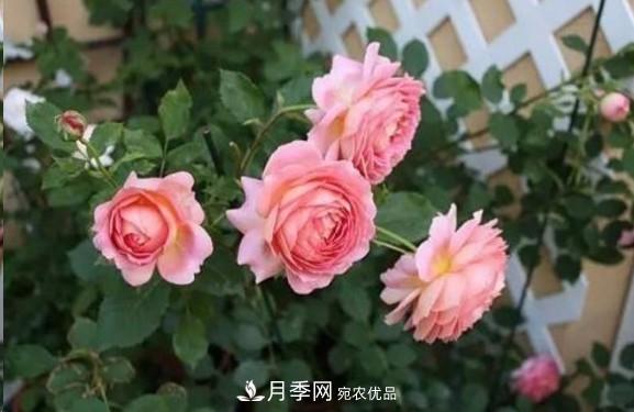 廣東種月季，首選這15個(gè)品種，一年花開(kāi)10個(gè)月！(圖9)