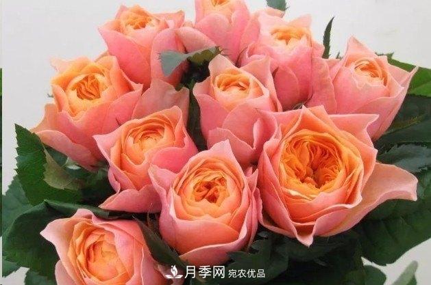 廣東種月季，首選這15個(gè)品種，一年花開(kāi)10個(gè)月！(圖13)