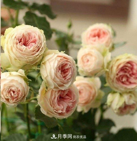 廣東種月季，首選這15個(gè)品種，一年花開(kāi)10個(gè)月！(圖14)