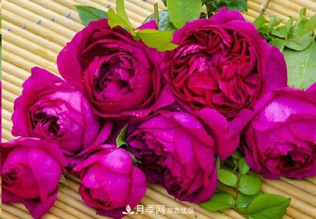 廣東種月季，首選這15個(gè)品種，一年花開(kāi)10個(gè)月！(圖15)