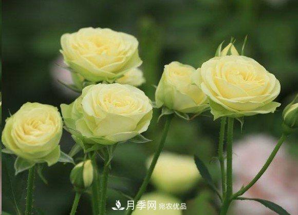 廣東種月季，首選這15個(gè)品種，一年花開(kāi)10個(gè)月！(圖17)