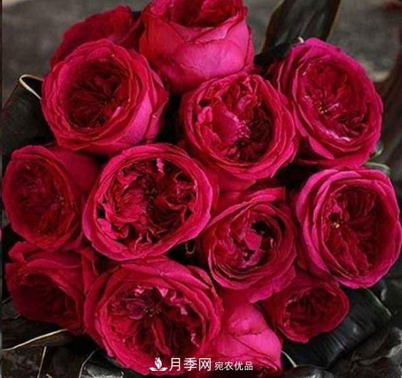 廣東種月季，首選這15個(gè)品種，一年花開(kāi)10個(gè)月！(圖18)