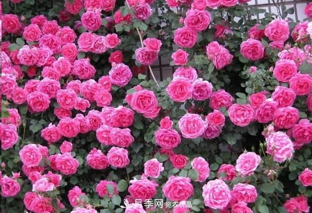 廣東種月季，首選這15個(gè)品種，一年花開(kāi)10個(gè)月！(圖2)