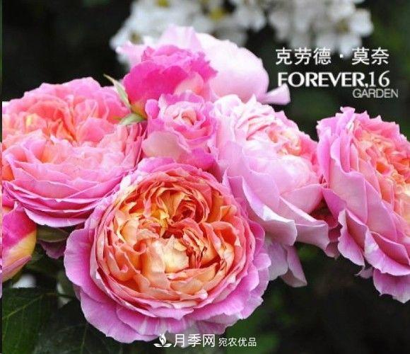 廣東種月季，首選這15個(gè)品種，一年花開(kāi)10個(gè)月！(圖11)