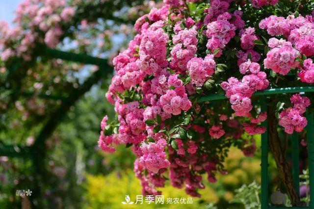 走進(jìn)世界***大月季園，近7000個(gè)品種，30000棵月季……(圖1)