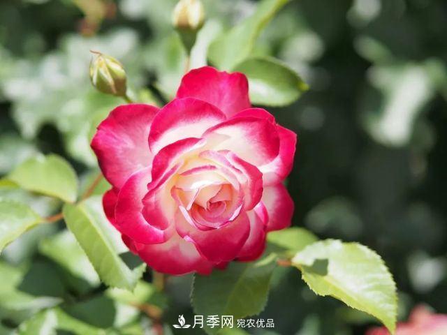 走進(jìn)世界***大月季園，近7000個(gè)品種，30000棵月季……(圖9)