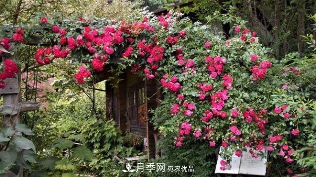 走進(jìn)世界***大月季園，近7000個(gè)品種，30000棵月季……(圖8)