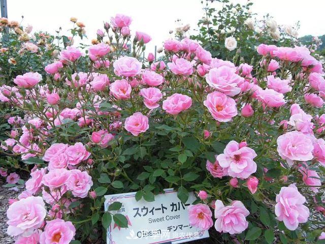 走進(jìn)世界***大月季園，近7000個(gè)品種，30000棵月季……(圖12)