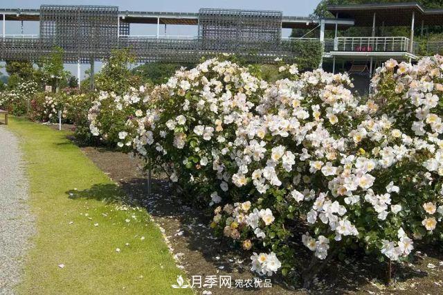 走進(jìn)世界***大月季園，近7000個(gè)品種，30000棵月季……(圖11)