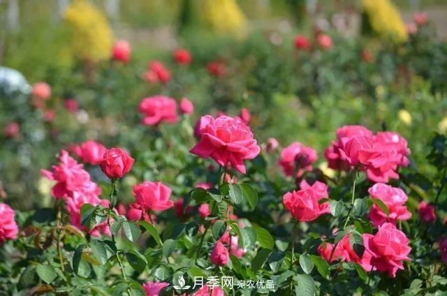走進(jìn)世界***大月季園，近7000個(gè)品種，30000棵月季……(圖2)