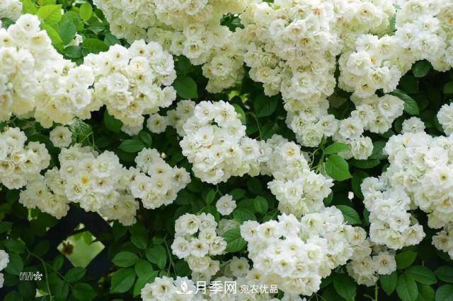 走進(jìn)世界***大月季園，近7000個(gè)品種，30000棵月季……(圖4)