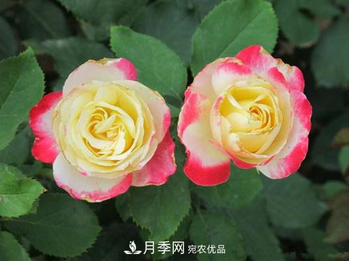 審美觀(guān)不同，哪些月季花品種是花友公認必備的？(圖1)