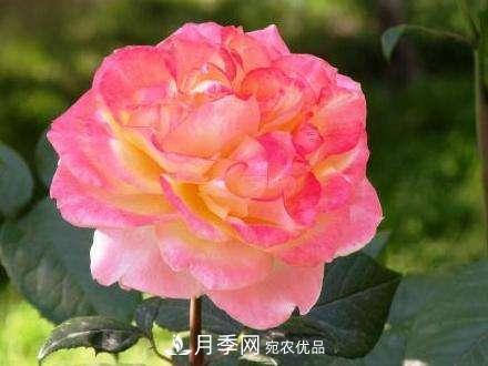 審美觀(guān)不同，哪些月季花品種是花友公認必備的？(圖2)