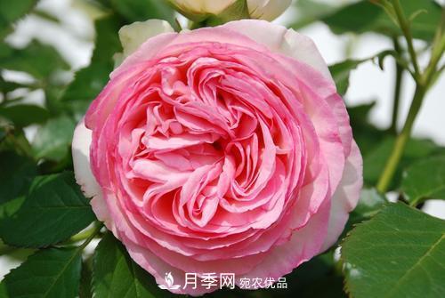 審美觀(guān)不同，哪些月季花品種是花友公認必備的？(圖4)