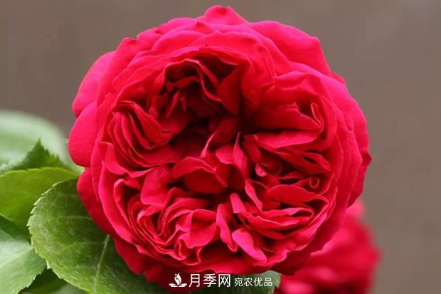 紅色沙龍寶石月季日常如何養護管理？(圖1)
