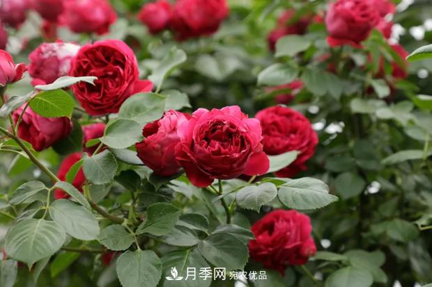 紅龍月季一年開(kāi)幾次花？3～12月開(kāi)到爆(圖1)