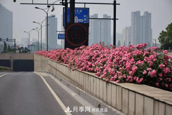 率先高架月季應用，專(zhuān)訪(fǎng)杭州高架月季“幕后功臣”(圖1)