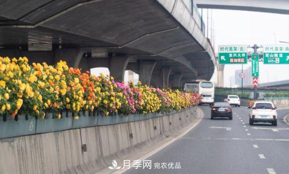 率先高架月季應用，專(zhuān)訪(fǎng)杭州高架月季“幕后功臣”(圖2)