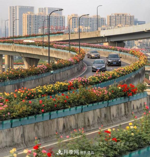 率先高架月季應用，專(zhuān)訪(fǎng)杭州高架月季“幕后功臣”(圖3)