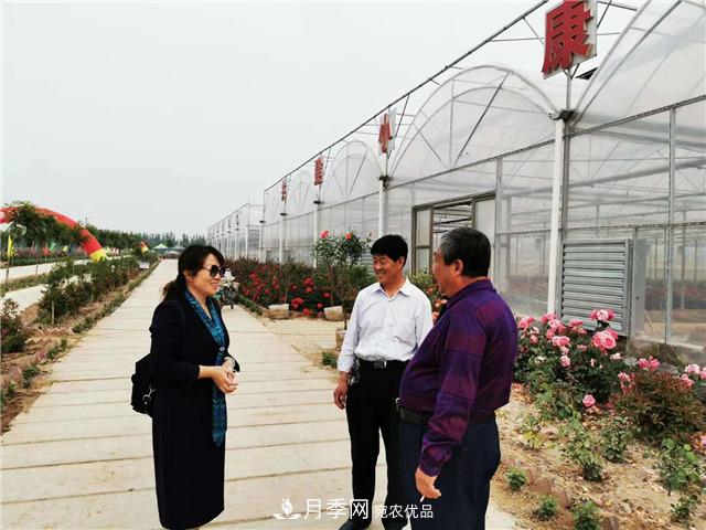 月季為媒 山東德州寧津縣扶貧產(chǎn)業(yè)結碩果(圖3)