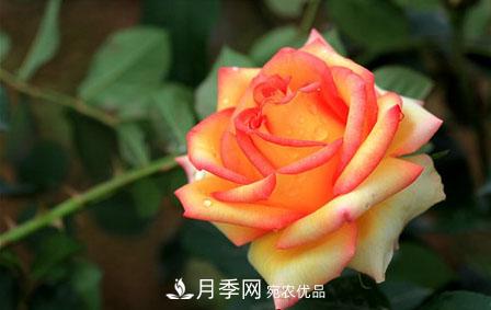 月季和玫瑰的簡(jiǎn)單區別辦法(圖1)
