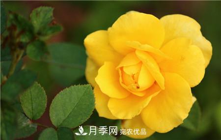 月季和玫瑰的簡(jiǎn)單區別辦法(圖2)