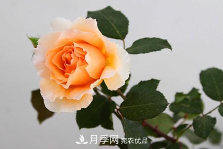 月季和玫瑰的簡(jiǎn)單區別辦法(圖3)