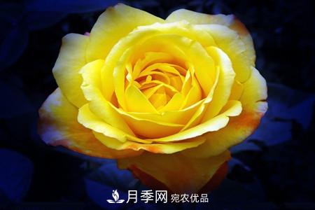月季和玫瑰的簡(jiǎn)單區別辦法(圖4)