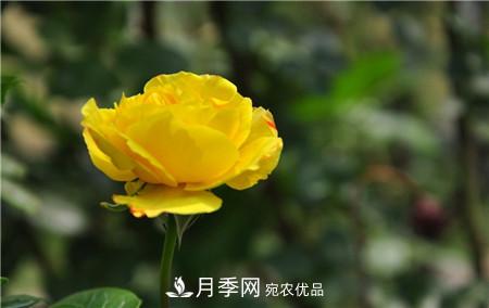 月季和玫瑰的簡(jiǎn)單區別辦法(圖5)
