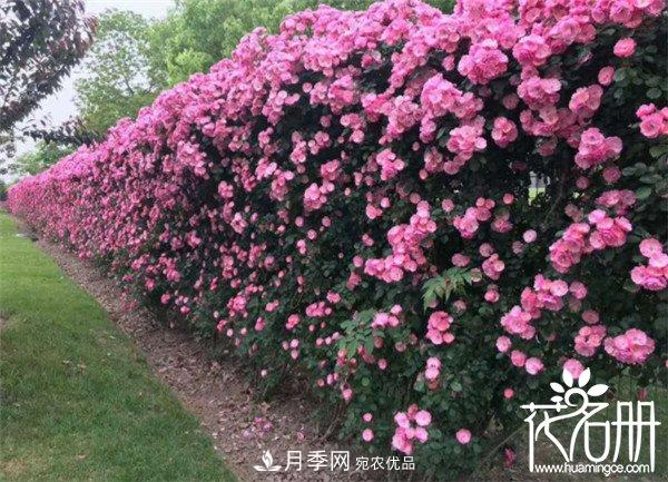 爬藤月季什么品種***美？十大爬藤月季排名(圖1)